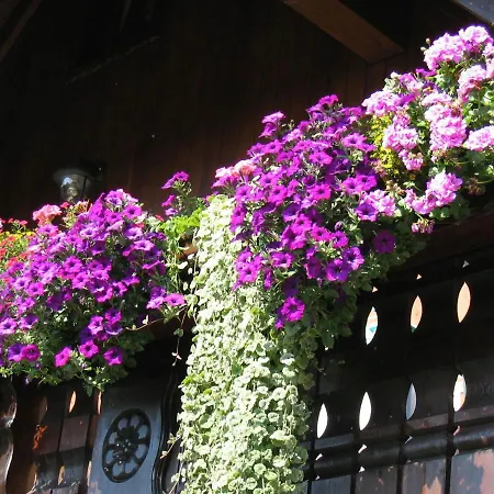 Beautiful In P Hla Saxony Near Area *